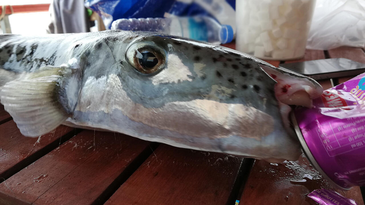 Resmi Gazete'de yayımlandı! Balon balığının kuyruğunu getiren 5 TL ödeme yapılacak