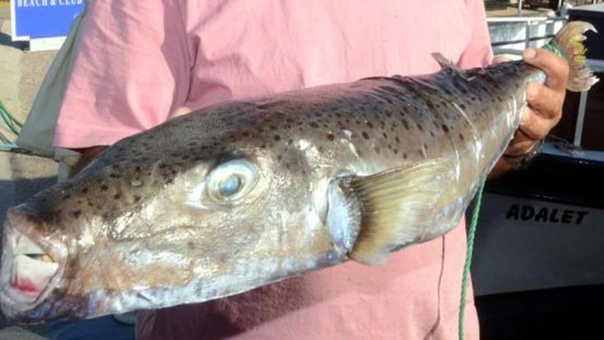 Resmi Gazete'de yayımlandı! Balon balığının kuyruğunu getiren 5 TL ödeme yapılacak