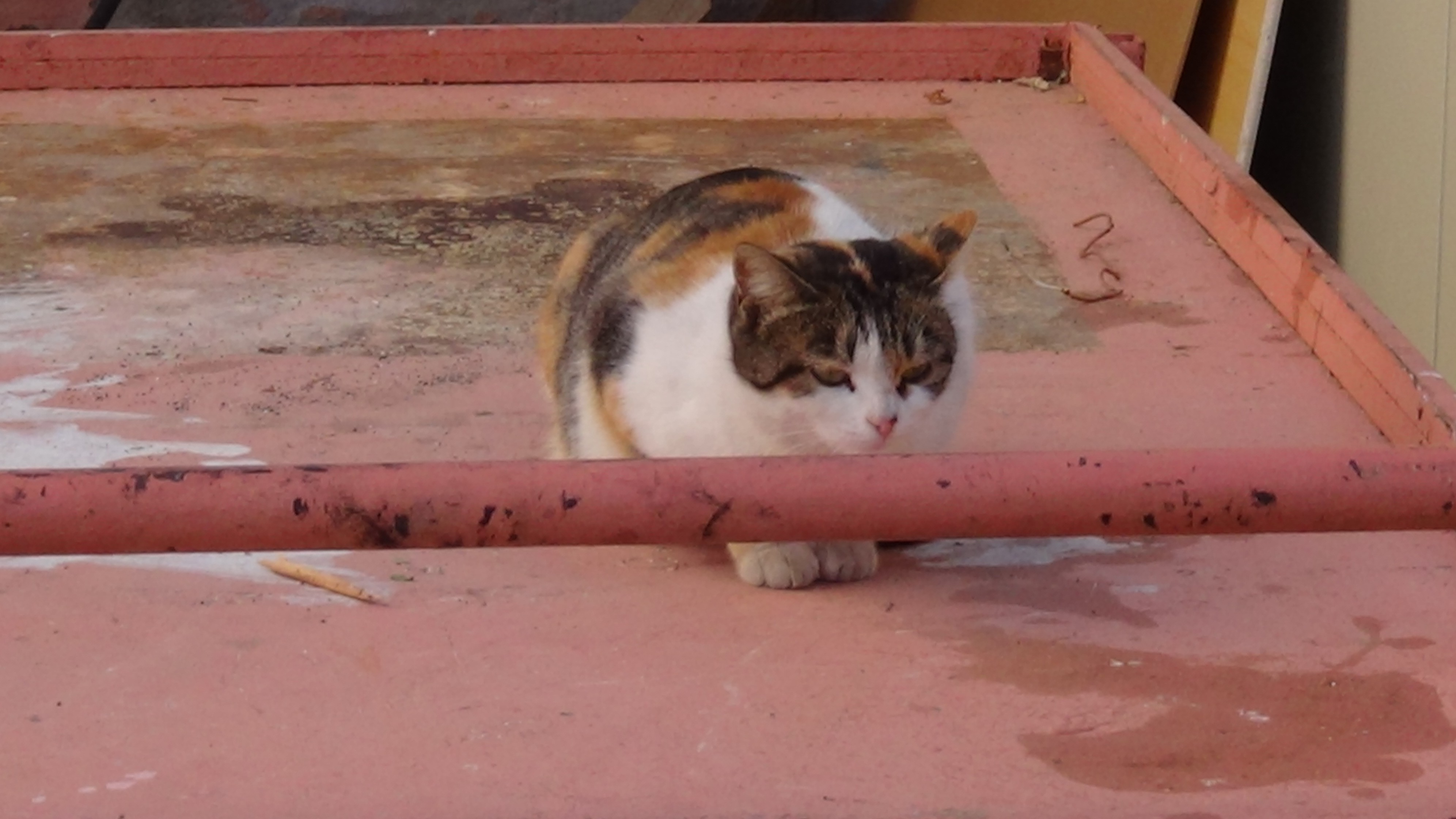 Koronavirüsü atlatan kadın intihara kalkıştı! Kendini attığı sitede bir detay dikkat çekti...