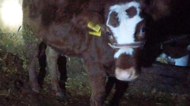 2 aylık buzağıya cinsel saldırıya akılalmaz karar! Mala zarar gelmediği için cezasız kaldı!