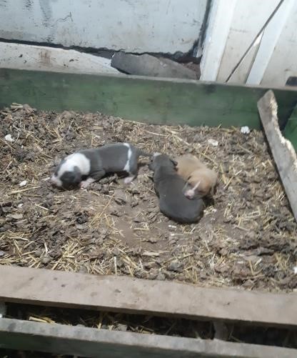 Zonguldak'ta yasaklı ırk köpek satışı yapan şahsa, 38 bin 252 lira ceza yedi