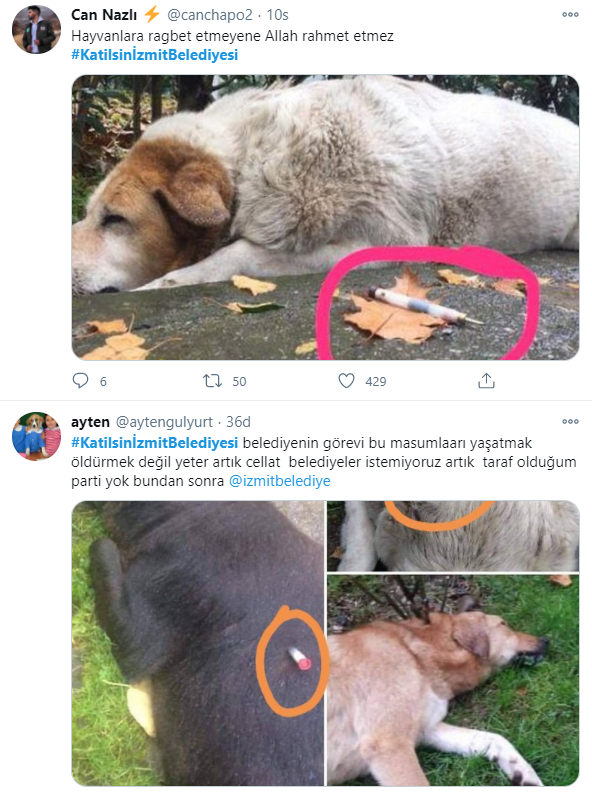 Kocaeli İzmit'te köpeklerin belediye tarafından öldürülmesi sosyal medyayı ayağa kaldırdı