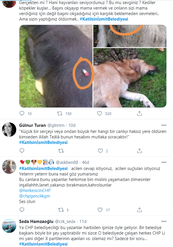 Kocaeli İzmit'te köpeklerin belediye tarafından öldürülmesi sosyal medyayı ayağa kaldırdı