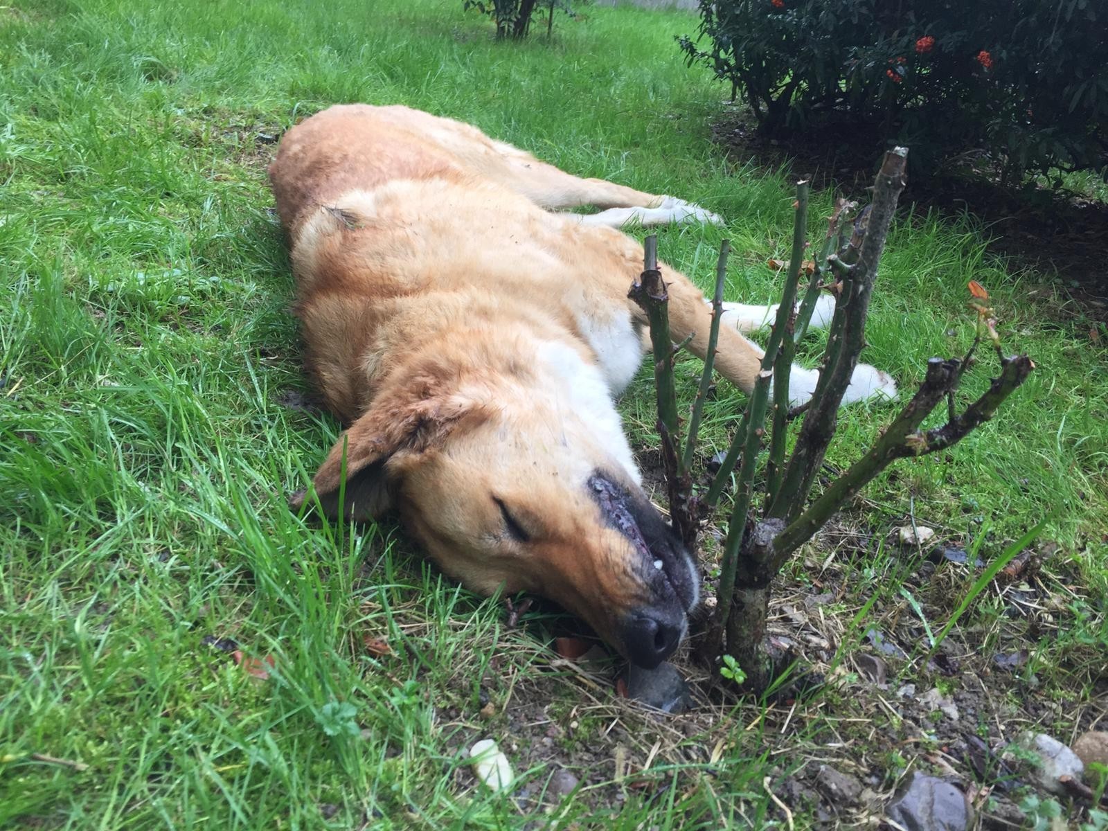 Kocaeli İzmit'te köpeklerin belediye tarafından öldürülmesi sosyal medyayı ayağa kaldırdı