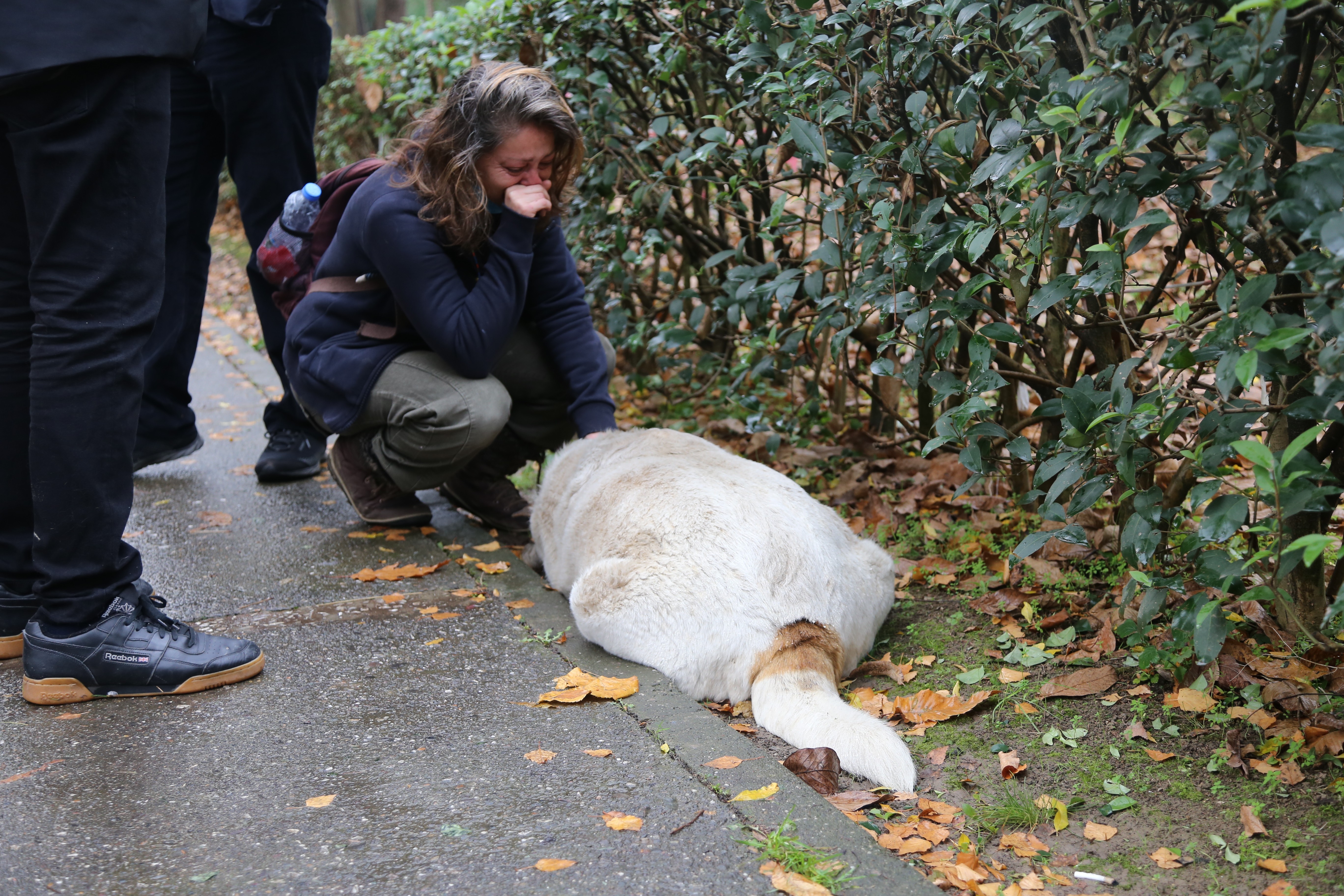 Kocaeli İzmit'te köpeklerin belediye tarafından öldürülmesi sosyal medyayı ayağa kaldırdı