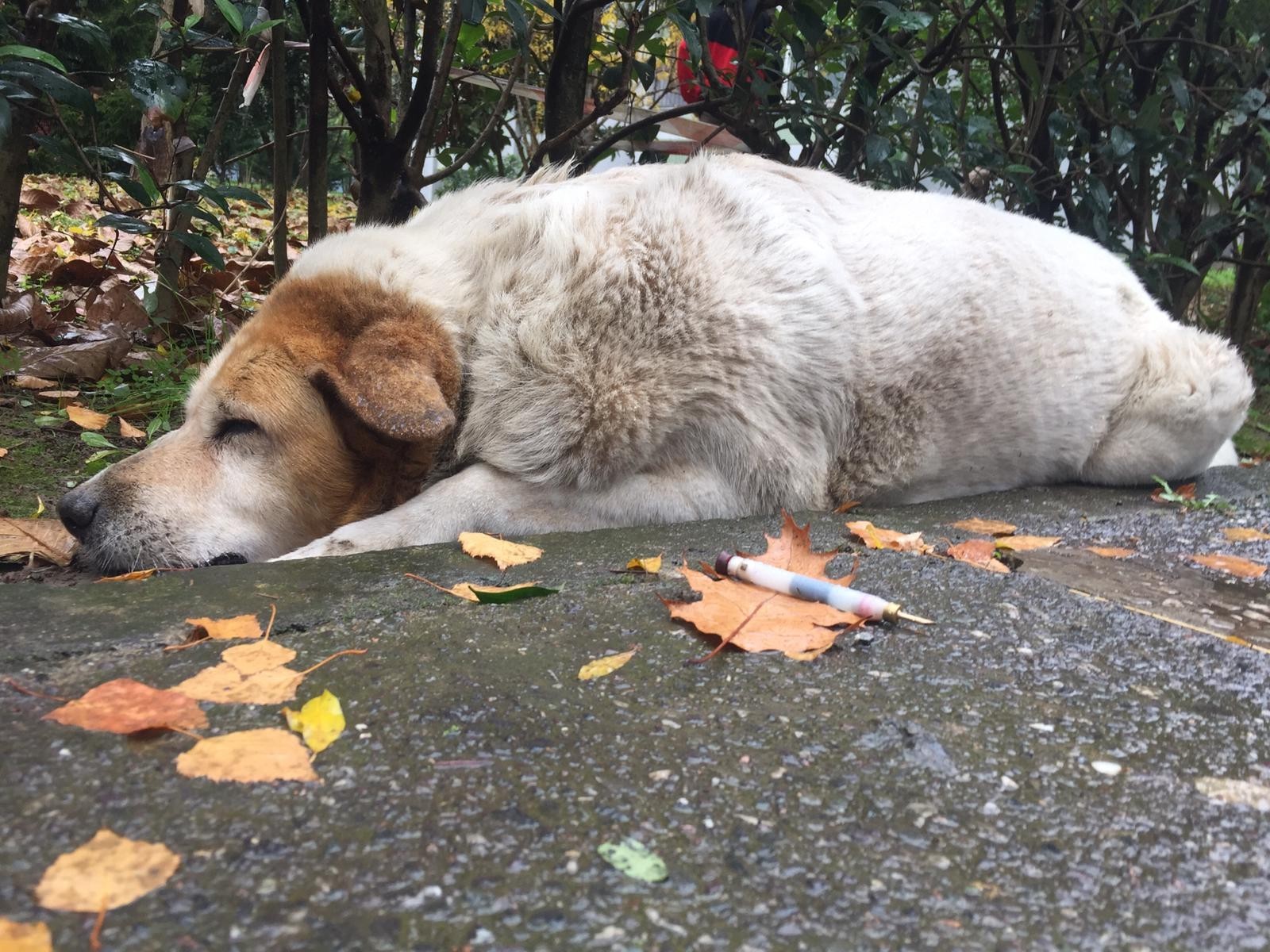 Kocaeli İzmit'te köpeklerin belediye tarafından öldürülmesi sosyal medyayı ayağa kaldırdı