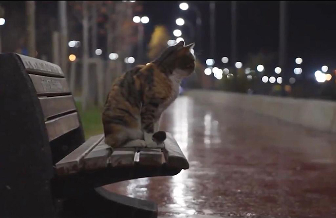 Sokağa çıkma yasağında Tuzla'da sokak hayvanları unutulmadı!