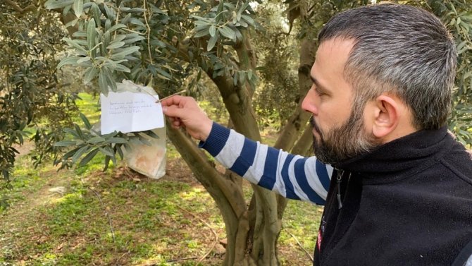 İznik'te duygulandıran olay! İzinsiz olarak ağaçtan yaprak alan bir vatandaş ağca para bıraktı!