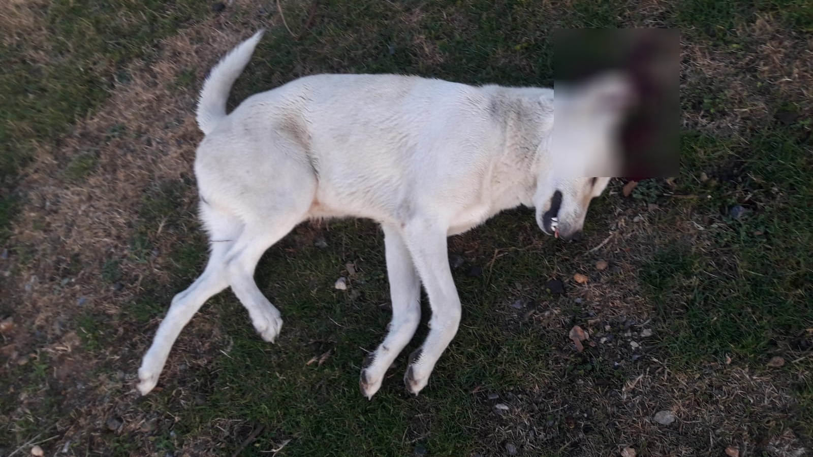 Bursa'da hayvan vahşeti! Sokak köpeğini başından vurdu: Sebebi ise çileden çıkarttı 