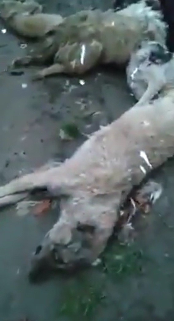 Yine hayvan vahşeti! Balıkesir'de zehirleyip Bursa'da ormana atılan köpekler açlıktan birbirlerini yedi...