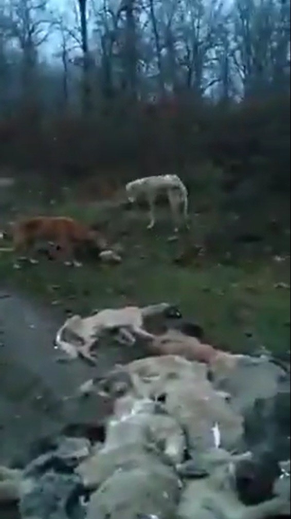 Yine hayvan vahşeti! Balıkesir'de zehirleyip Bursa'da ormana atılan köpekler açlıktan birbirlerini yedi...