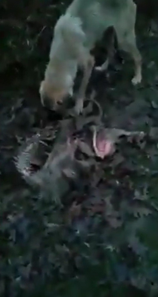 Yine hayvan vahşeti! Balıkesir'de zehirleyip Bursa'da ormana atılan köpekler açlıktan birbirlerini yedi...
