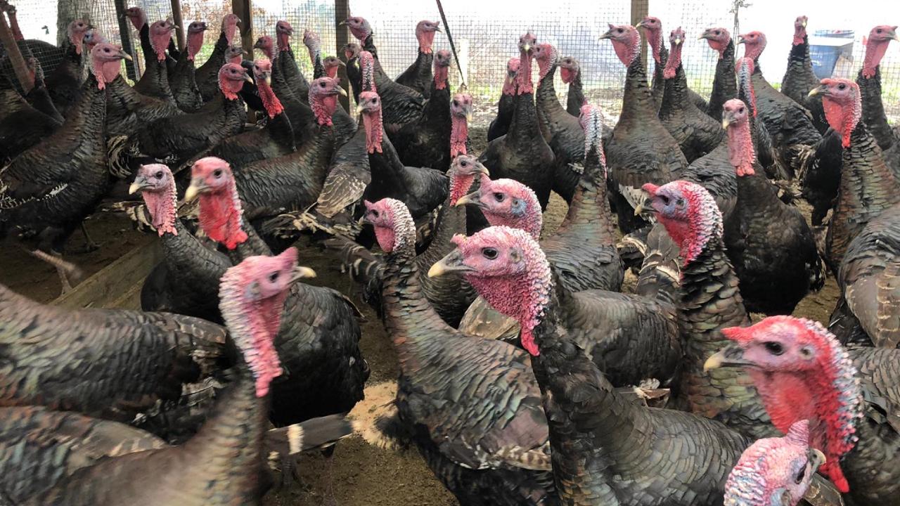 Yılbaşı hindi fiyatları ne kadar? Yeni yıl hindi fiyatları 2020 