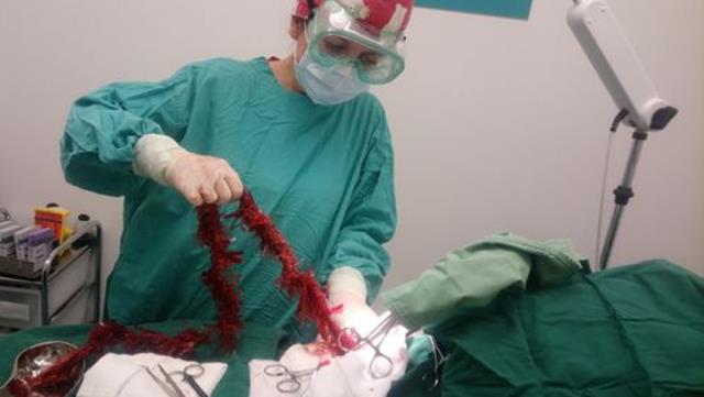 Yılbaşı öncesi akıl almaz olay! 1 metrelik yılbaşı süsü midesinden çıktı