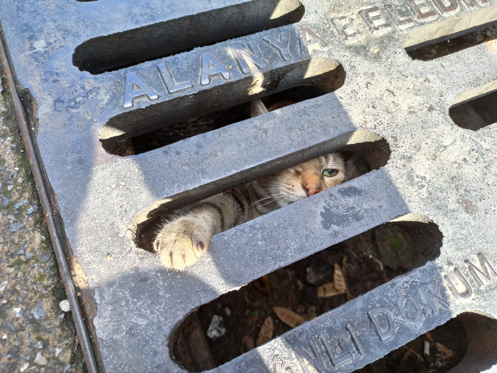 Mazgala sıkışan çaresiz kedi yardımına koşan itfaiye ekiplerinin elini tuttu