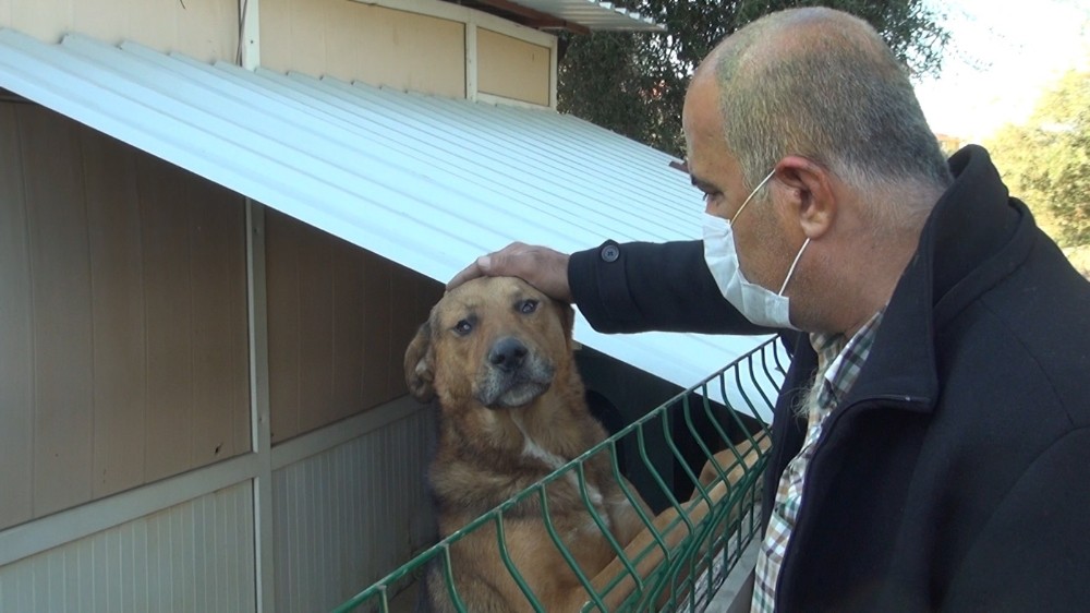 Sahibini kurtarmak için alevlerin içerisine giren köpek dostuna kavuştu