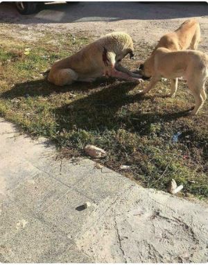 Kendine doğru koşan anne köpeği rambo bıçağıyla delik deşik etti!