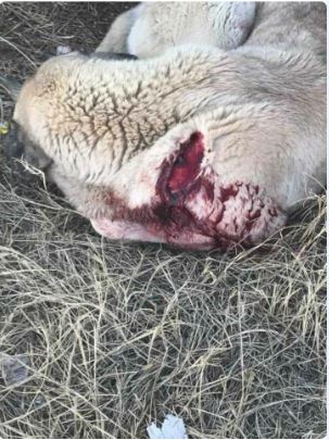 Kendine doğru koşan anne köpeği rambo bıçağıyla delik deşik etti!