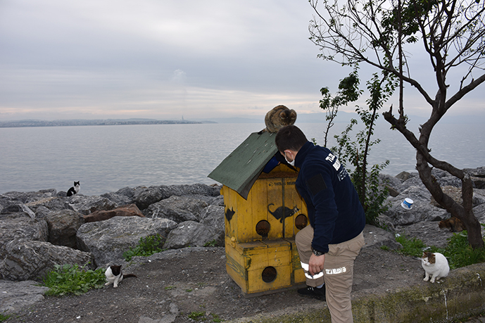 Tuzla Belediyesi ekipleri kısıtlamada sokak hayvanlarına desteklerini esirgemedi!