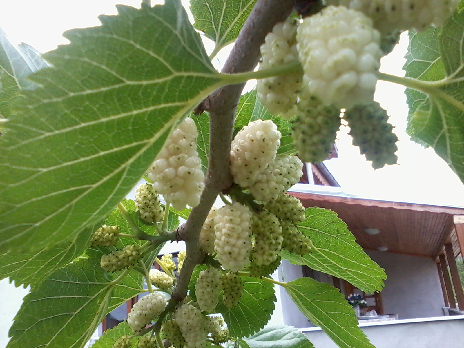Rüyada Dut Ağacı Görmek / Rüyada Dut Görmek Tabiri
