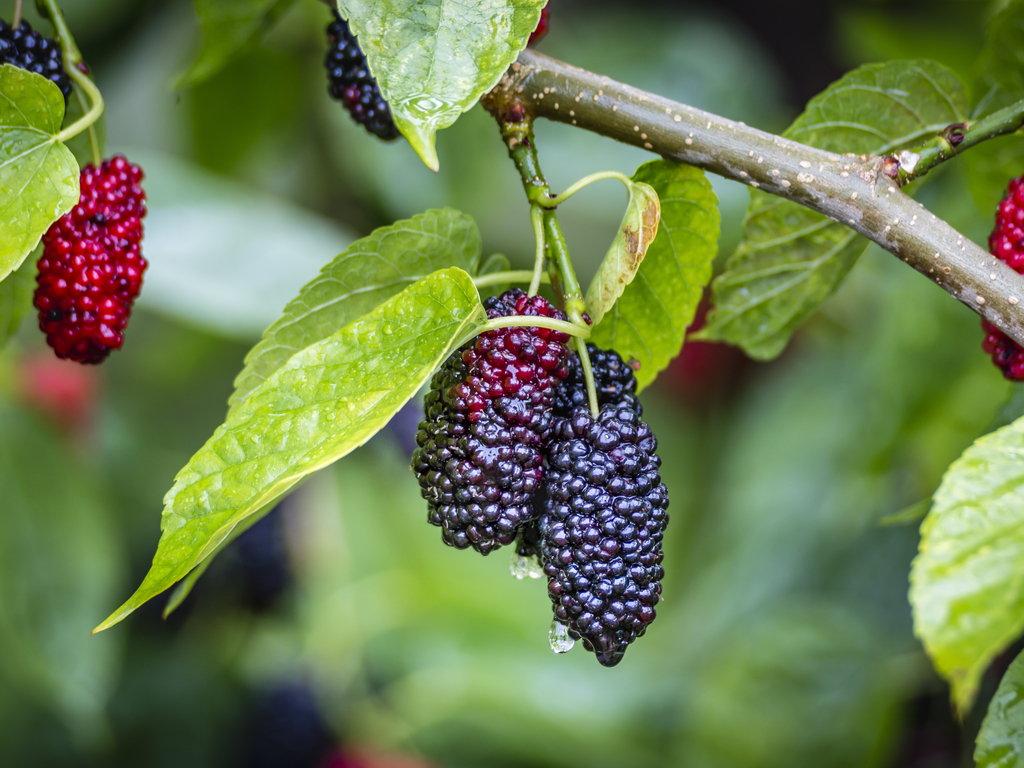 Rüyada Dut Ağacı Görmek / Rüyada Dut Görmek Tabiri