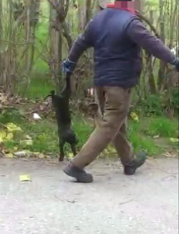 Genç kızın yavru köpekleri annelerinden ayıran ekiplere haykırışı yürekleri dağladı!