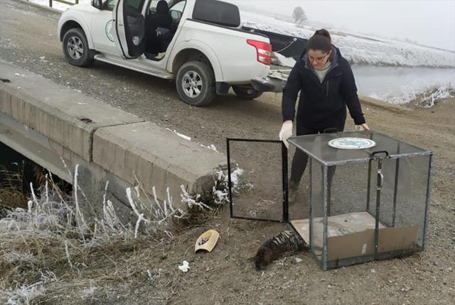 Türkiye'de sadece Iğdır ve Edirne'de yaşıyor! İşte 'Esrarengiz Fare'