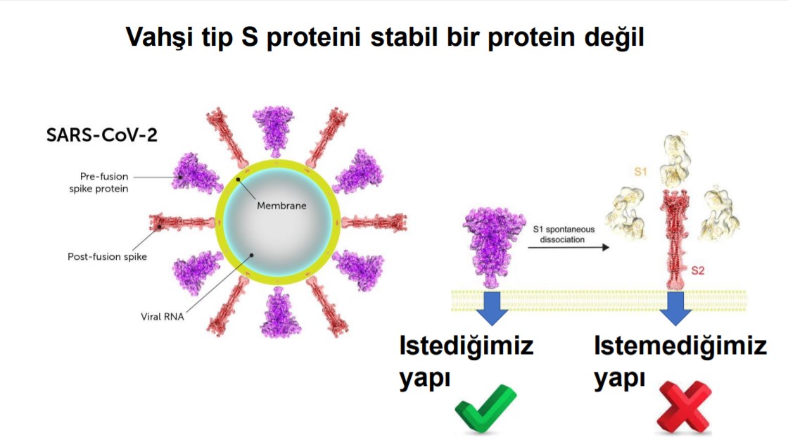 VLP aşı nedir? Ne demek? VLP aşı ne işe yarar? 