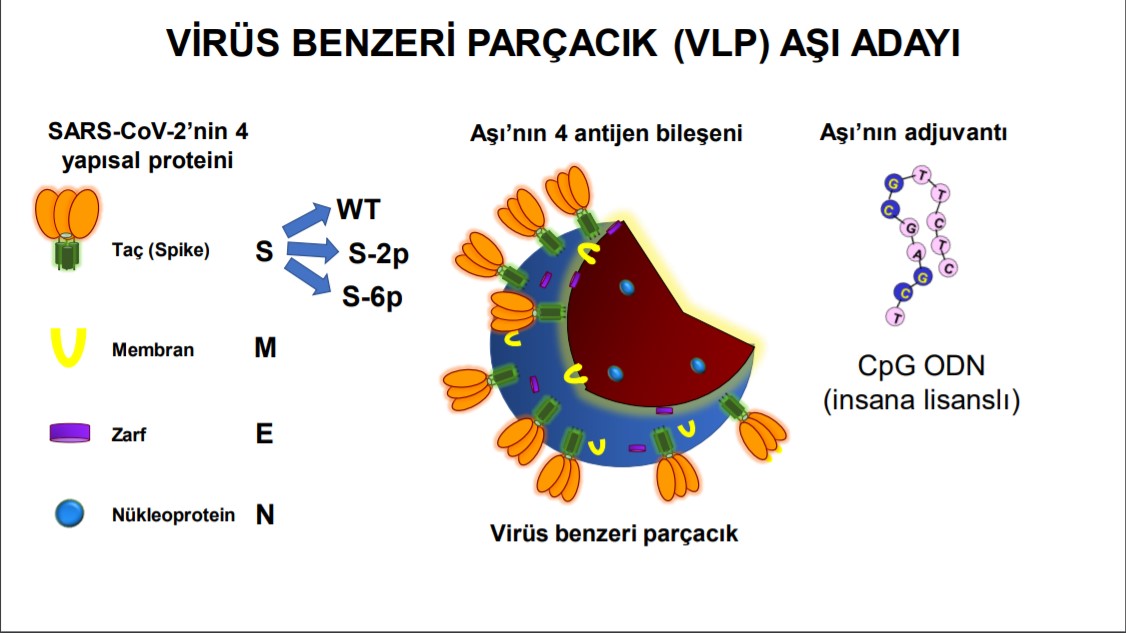 VLP aşı nedir? Ne demek? VLP aşı ne işe yarar? 