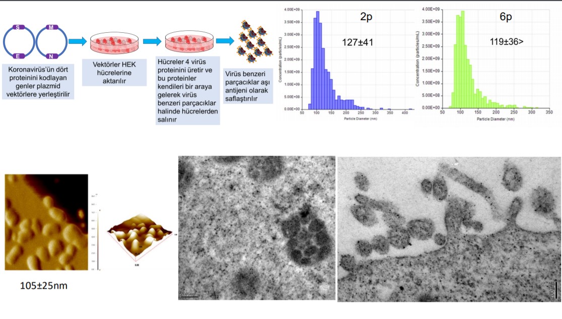 VLP aşı nedir? Ne demek? VLP aşı ne işe yarar? 