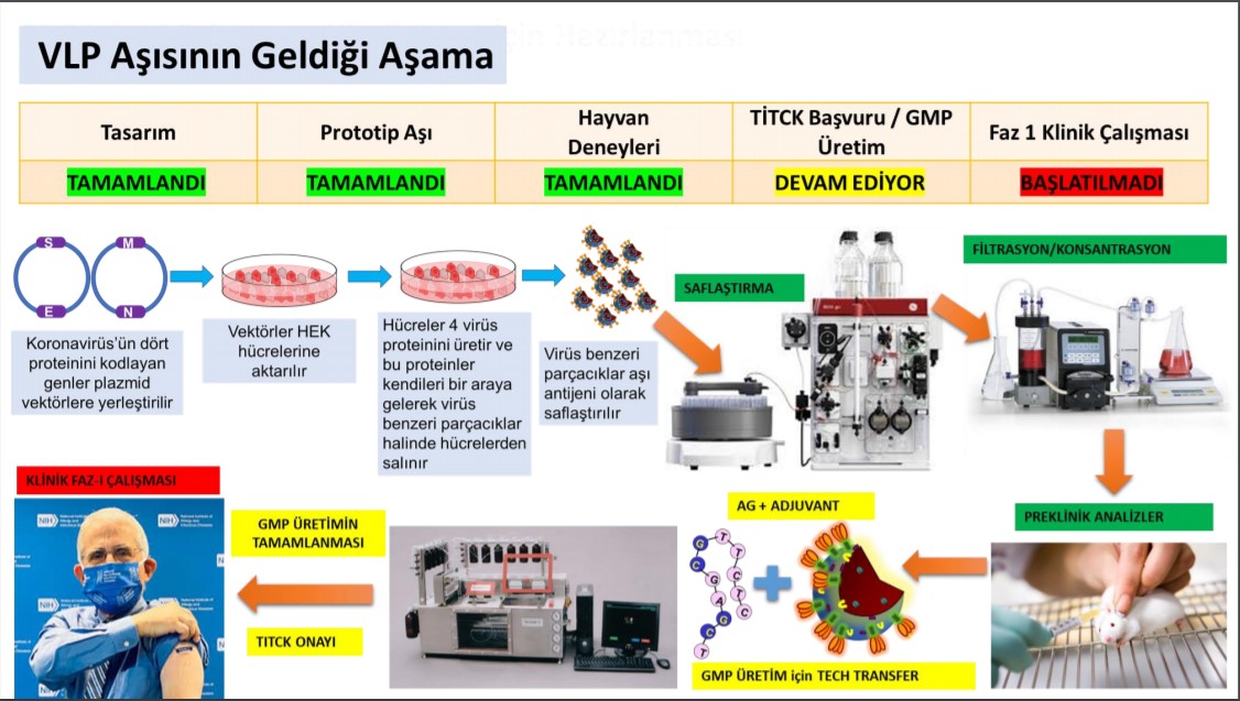 VLP aşı nedir? Ne demek? VLP aşı ne işe yarar? 