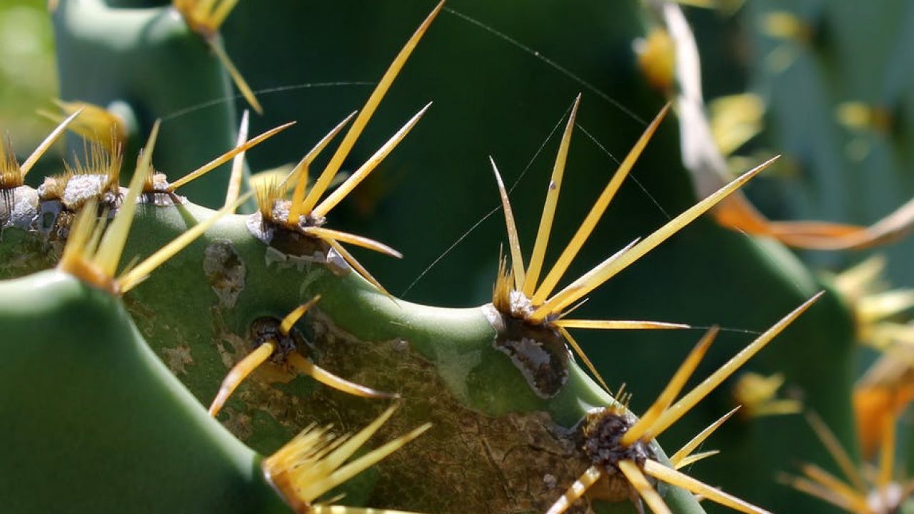 Rüyada Dikenli Tel Görmek / Rüyada Diken Görmek Tabiri