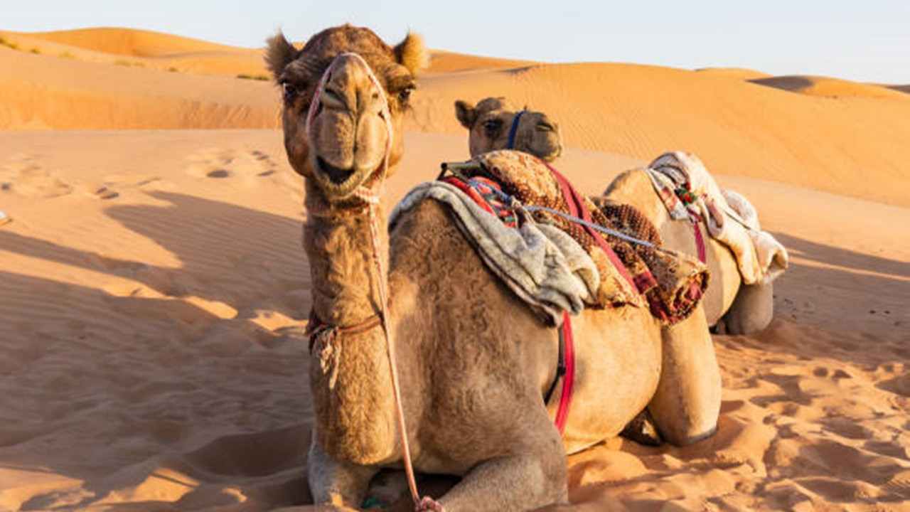 Rüyada Deve Görmek Tabiri