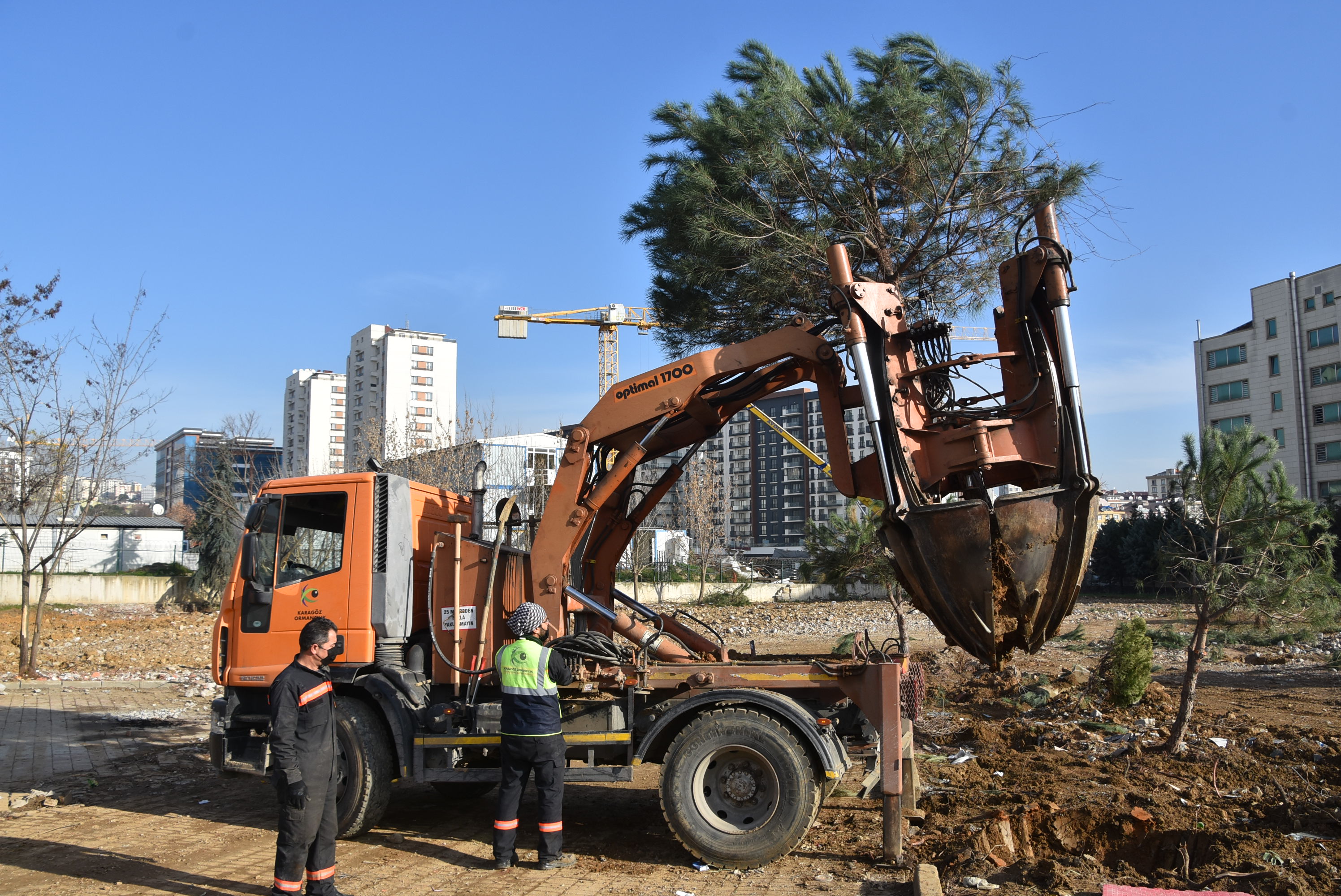 Pendik Belediyesi transplantasyon yöntemiyle ilçeyi yeşillendirmeye devam ediyor!