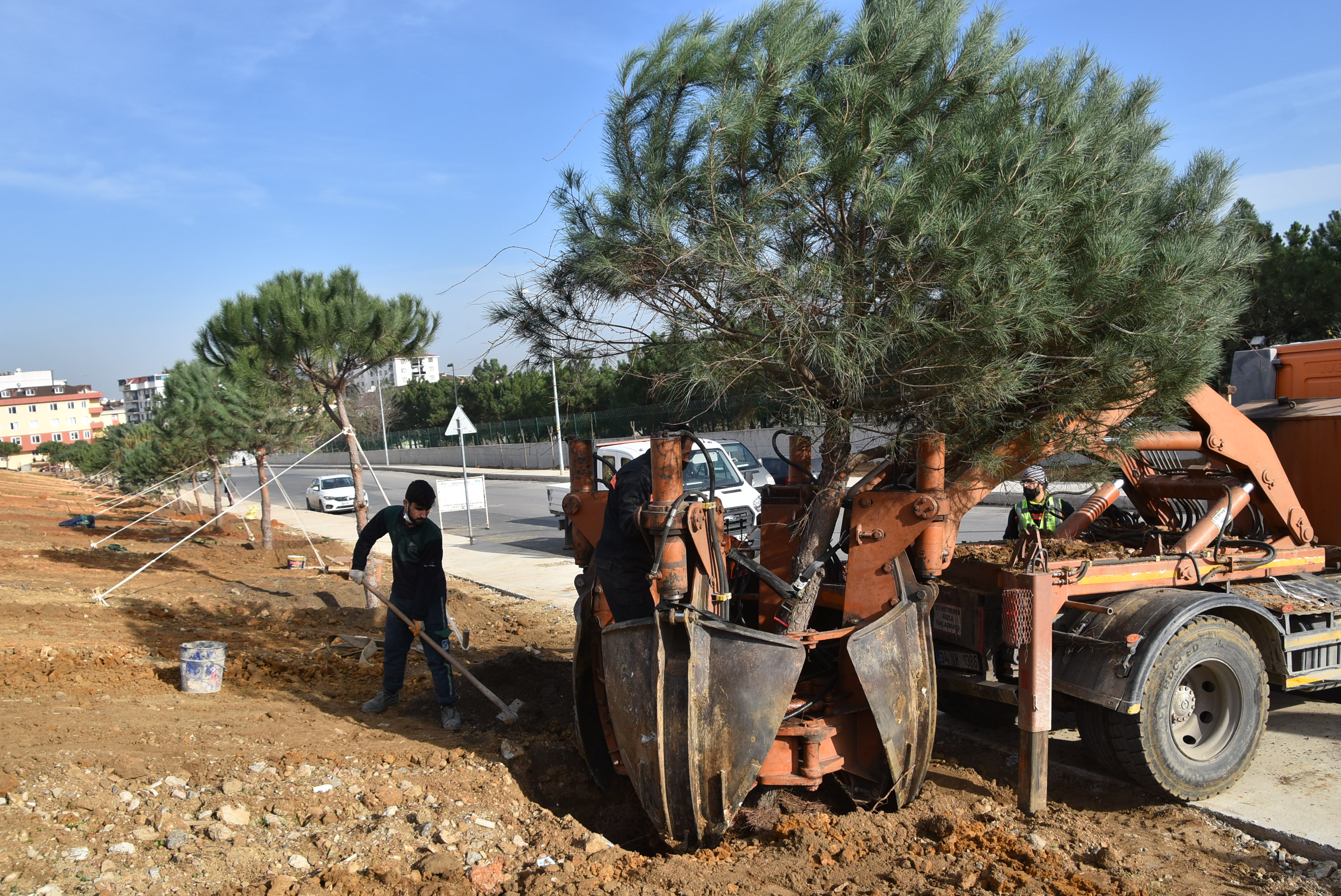 Pendik Belediyesi transplantasyon yöntemiyle ilçeyi yeşillendirmeye devam ediyor!