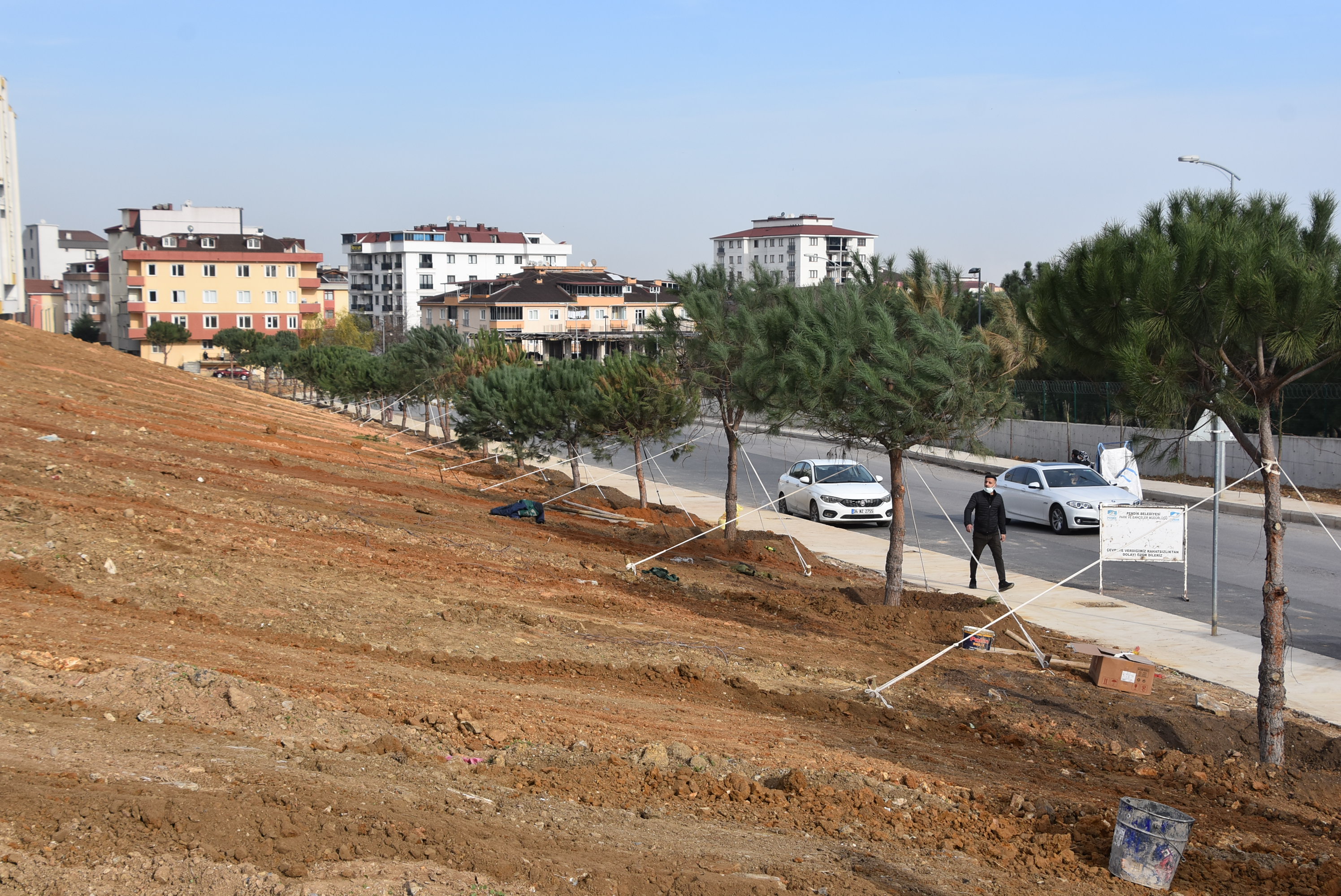 Pendik Belediyesi transplantasyon yöntemiyle ilçeyi yeşillendirmeye devam ediyor!