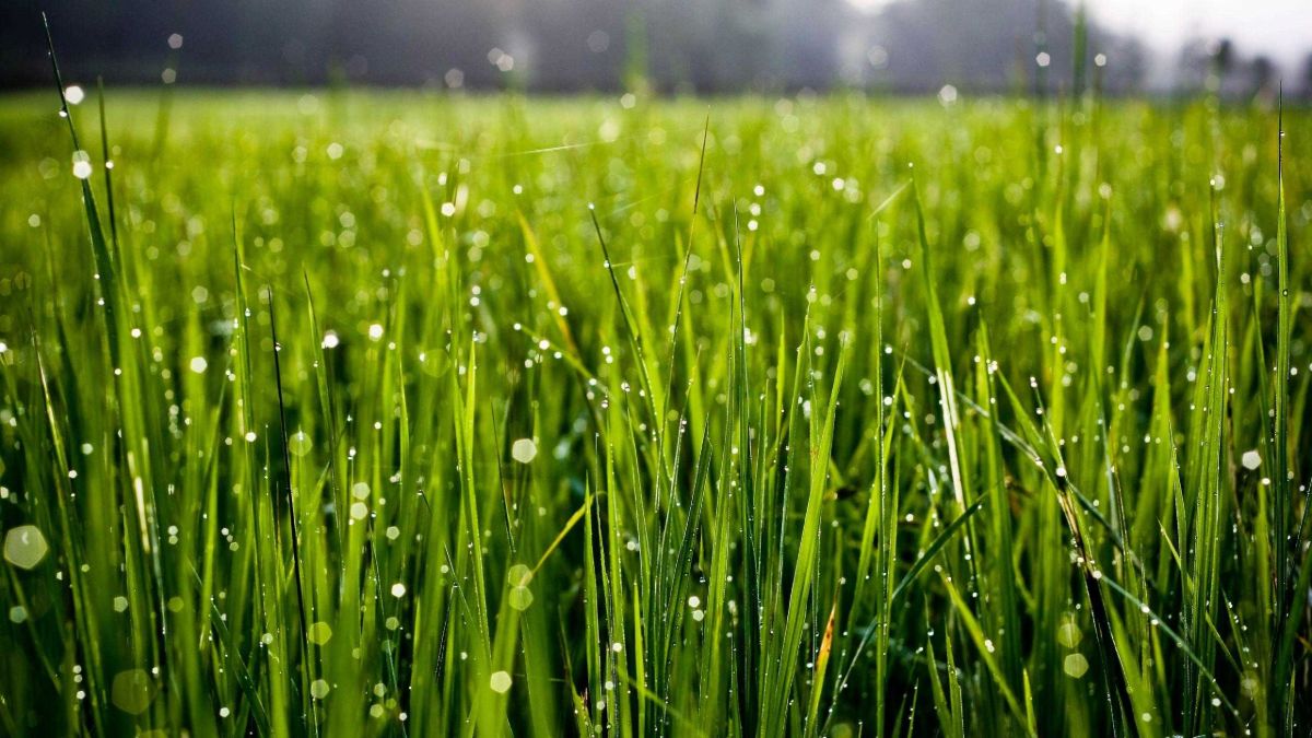 Rüyada Çimenlik Görmek / Rüyada Çim Görmek Tabiri