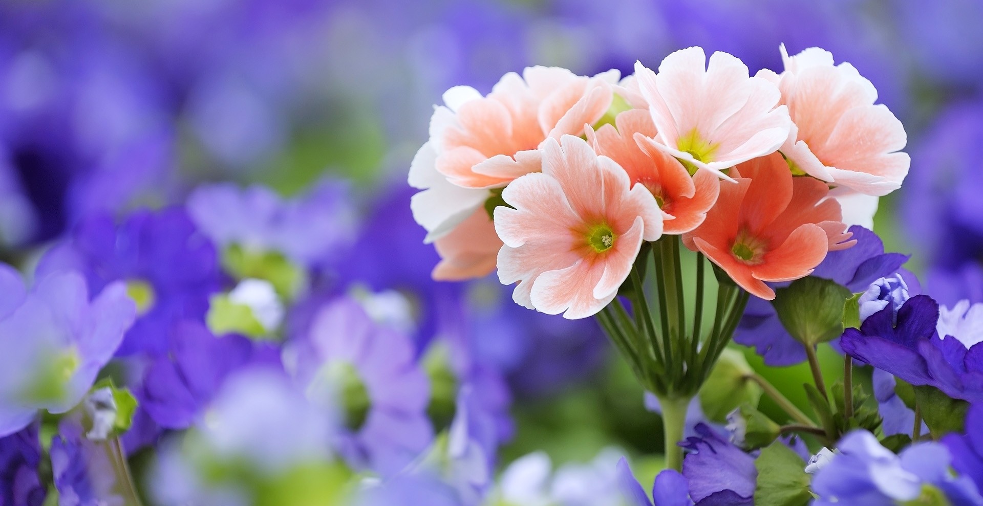 Rüyada Çiçek Görmek / Rüyada Çiçek Almak Tabiri