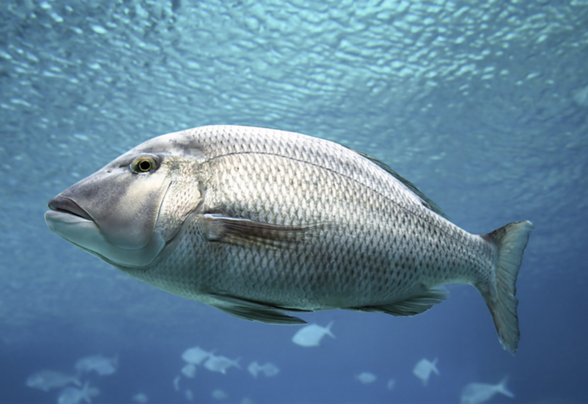 Rüyada Büyük Balık Tutmak / Rüyada Büyük Balık Görmek Tabiri