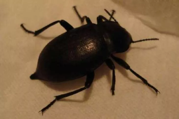 Rüyada Böcek Isırması Ve Kanaması Rüyada Böcek Isırması Tabirleri