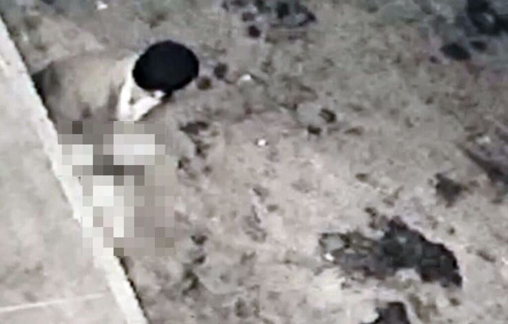 Mide bulandıran görüntüler! Köpeğe tacizde bulunan şahıs güvenlik kamerasına yakalandı