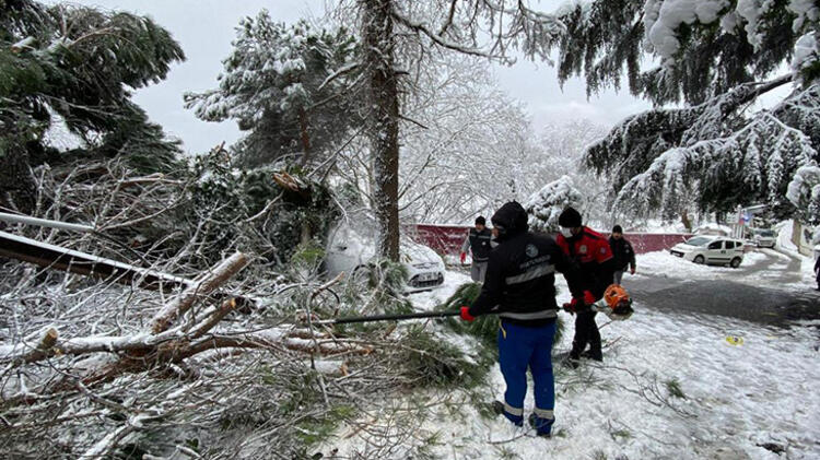 Kartal’da ağaç araçların üzerine devrildi! Ekipler müdahale etti!