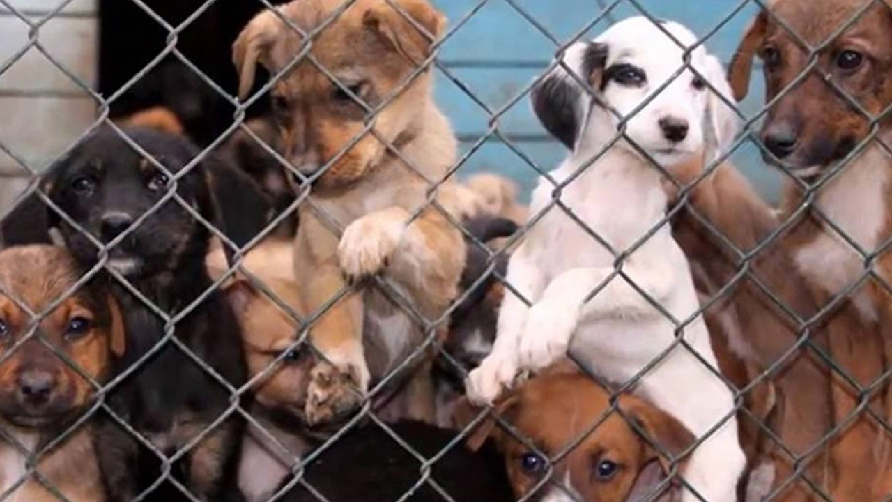 Hayvan hakları yasası nedir? Ne işe yarar?