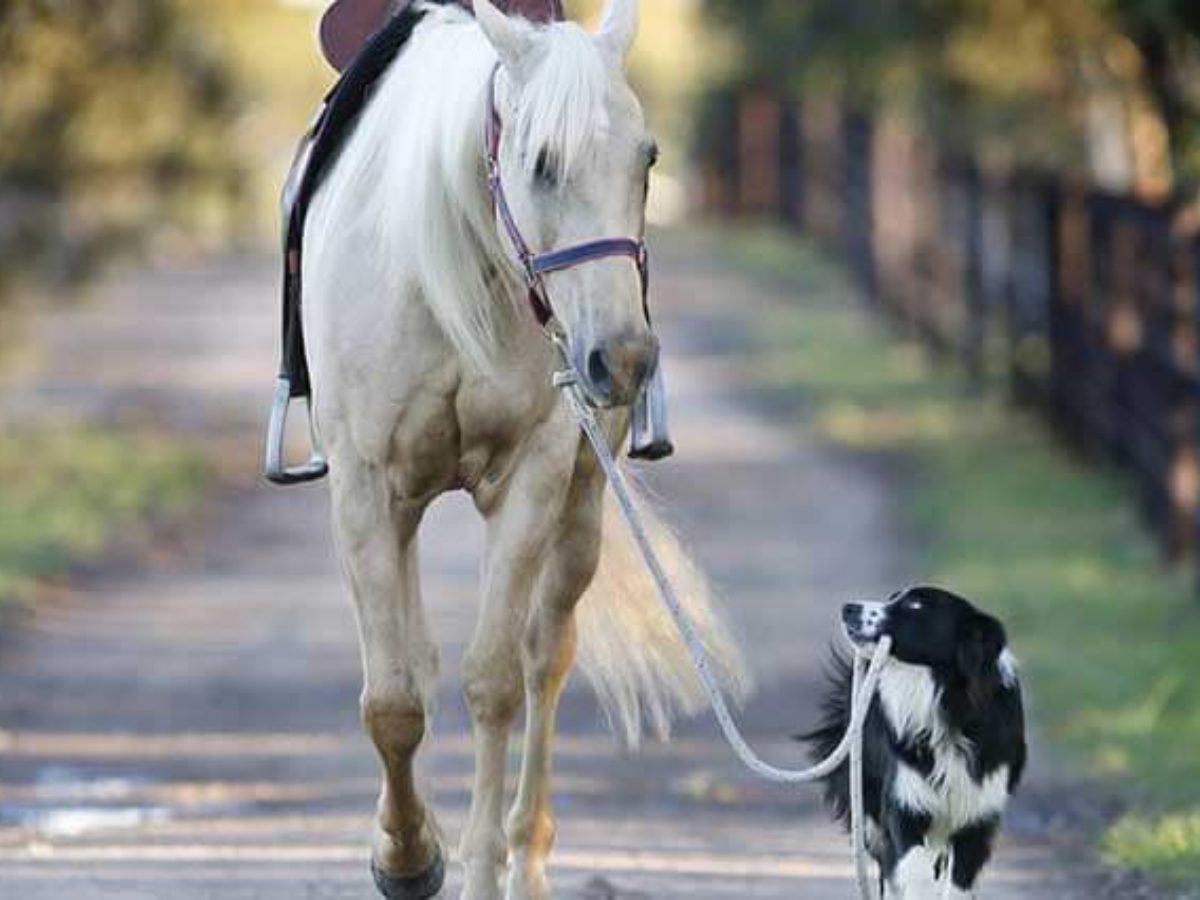 AK Parti'den hayvan hakları yasası müjdesi: Önümüzdeki haftalarda yasalaştırılacak