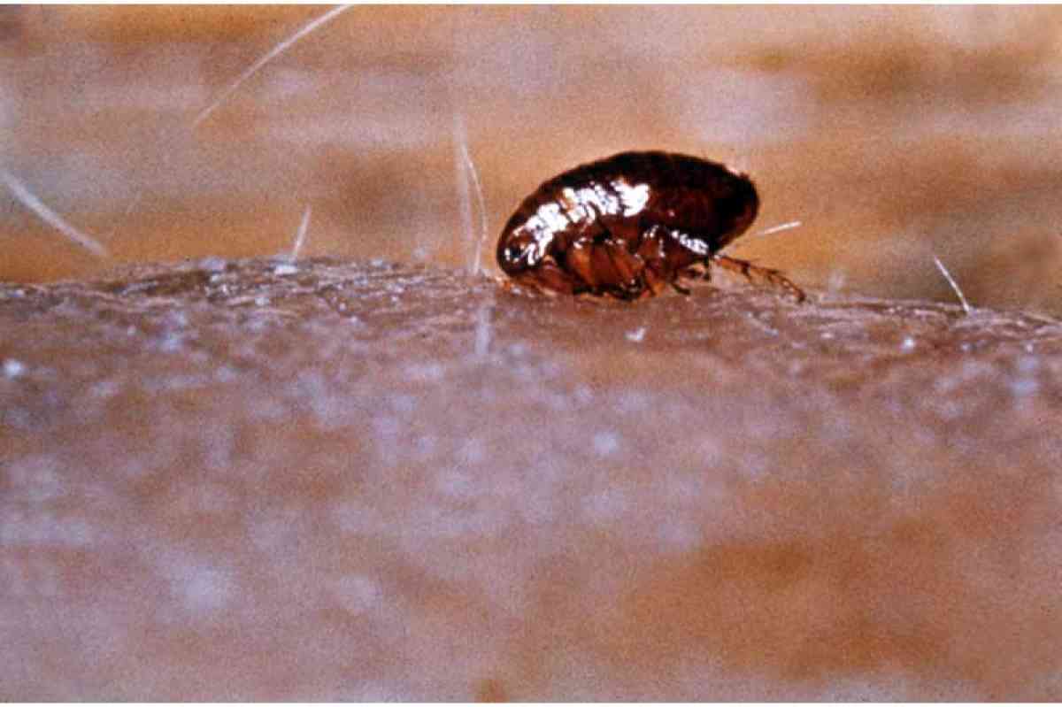 Rüyada Pire Öldürmek / Rüyada Pire Görmek Tabiri