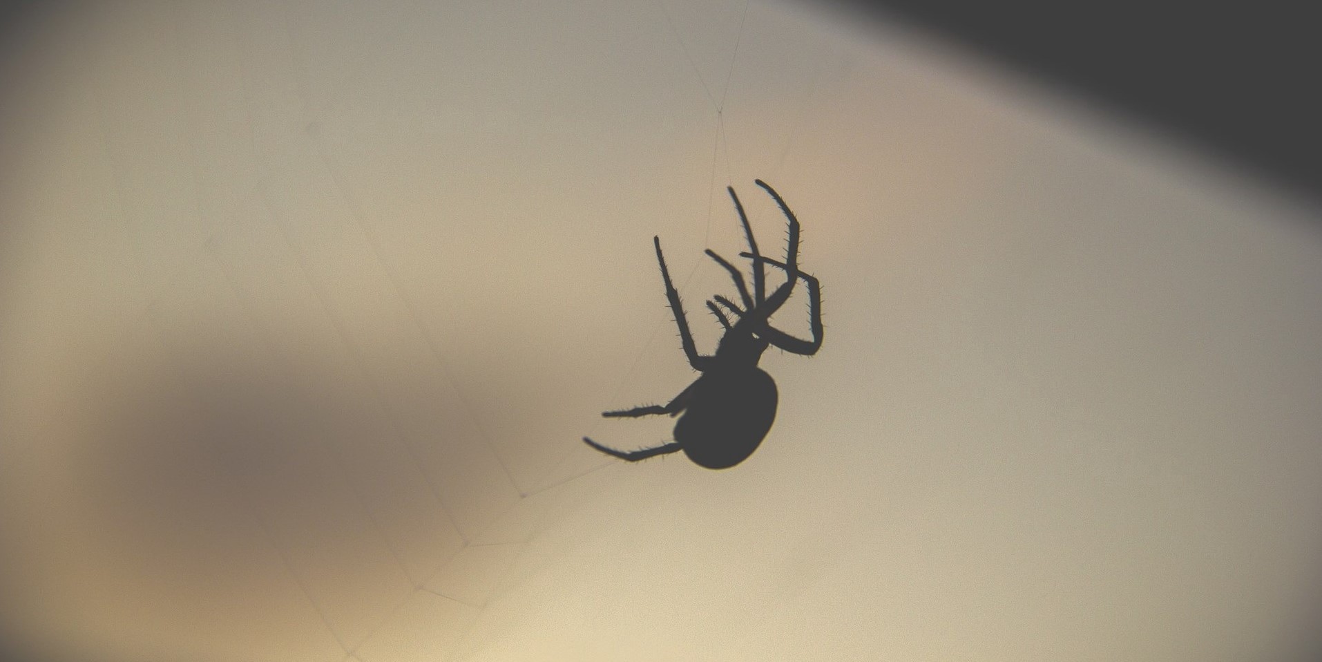 Rüyada Örümcek Öldürmek / Rüyada Örümcekler Görmek Tabiri