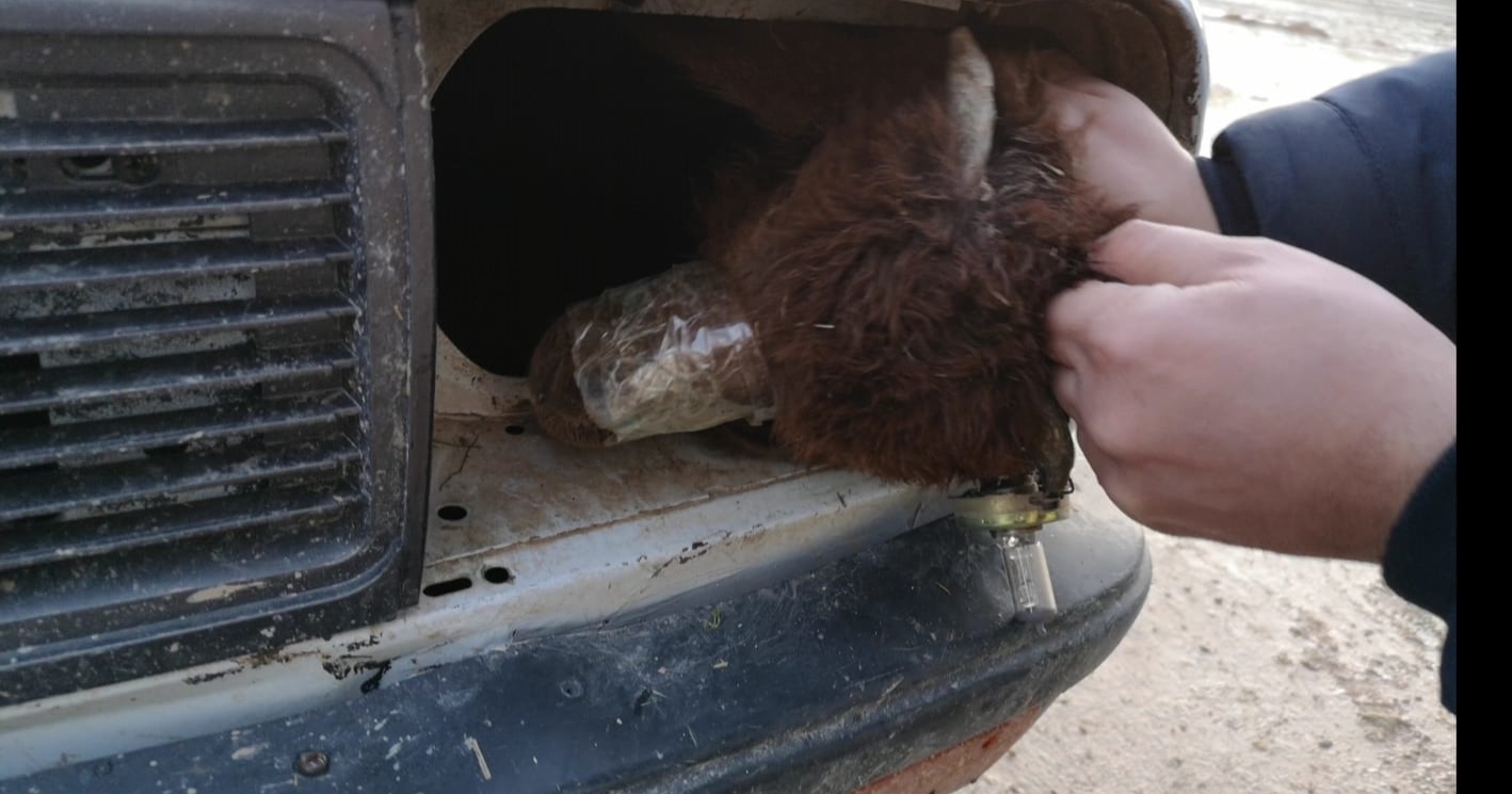 Şanlıurfa'da insanlık dışı olay! Ekipler gördüklerine inanamadı! Kuzuların ağızlarını bağlayıp arabanın içine sıkıştırdılar