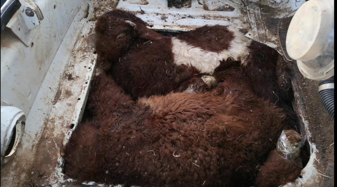 Şanlıurfa'da insanlık dışı olay! Ekipler gördüklerine inanamadı! Kuzuların ağızlarını bağlayıp arabanın içine sıkıştırdılar