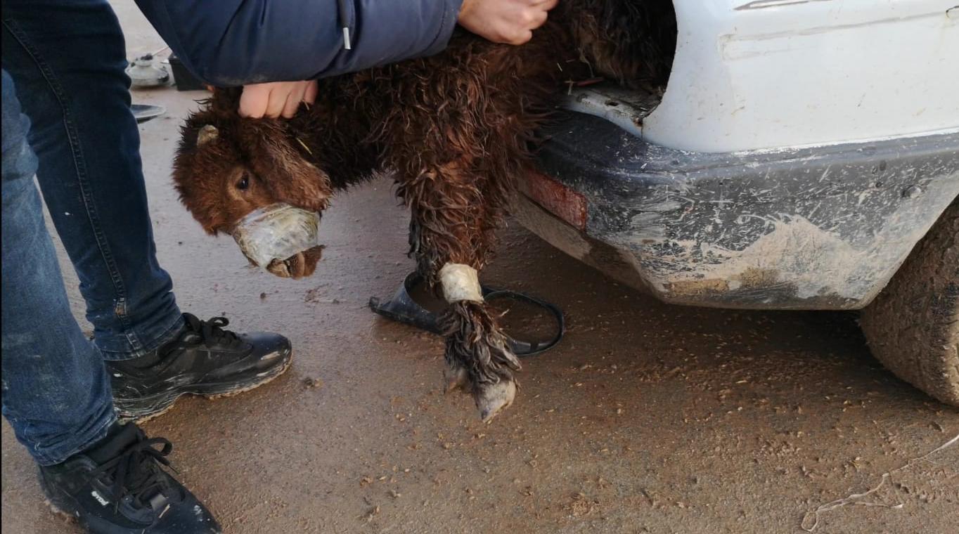 Şanlıurfa'da insanlık dışı olay! Ekipler gördüklerine inanamadı! Kuzuların ağızlarını bağlayıp arabanın içine sıkıştırdılar