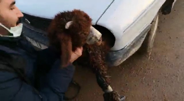 Şanlıurfa'da insanlık dışı olay! Ekipler gördüklerine inanamadı! Kuzuların ağızlarını bağlayıp arabanın içine sıkıştırdılar